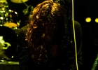 In Volt : Enton (chant), Jérome  Gaquthier (guitare),  Rodolphe Perroquin (batterie), Lino Agnetti (basse) : 2014, BLUES ROCK, CONCERT, ESPACE PAUL.B, JESUS VOLT, MASSY, ROCK